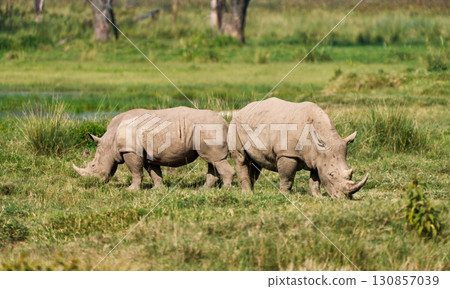 Two rhinos standing in the grassland Two rhinos standing in the grassland 130857039