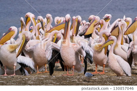 鵜鶘展翅 鵜鶘展翅 130857046