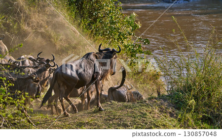 Wildebeests tackling the rapids of the Mara River 130857048