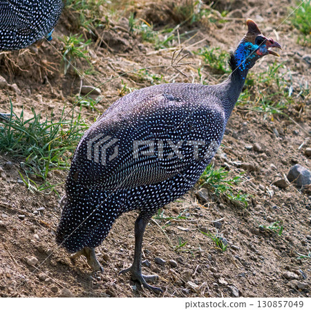 珍珠雞的生動形象 130857049