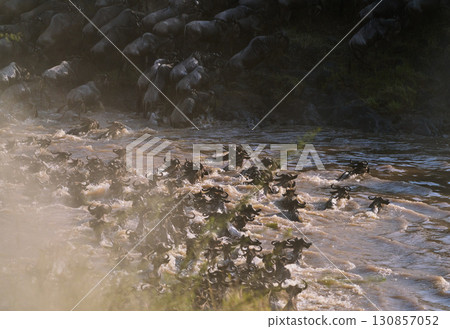 A desperate crossing: wildebeests braving the rapids A desperate crossing: wildebeests braving the rapids 130857052