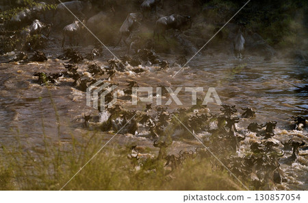 一群混亂的鳥群朝岸邊游去 130857054