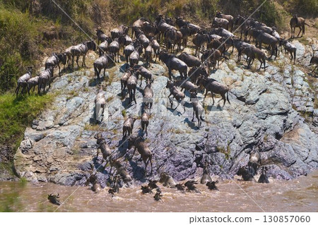 A herd of wildebeests challenging a rock face 130857060