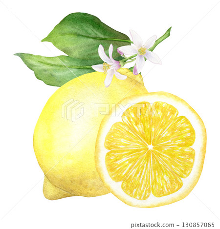Summer composition of a yellow lemon branch with leaves and flowers and a slice of lemon, hand-drawn in watercolor, isolated on a white background. Suitable for the design of labels, packaging, menus. 130857065