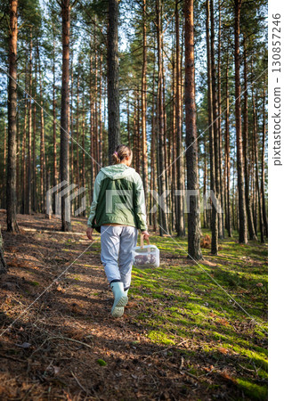 Back view of woman walking through forest between pine trees and foraging for mushrooms in autumn Back view of woman walking through forest between pine trees and foraging for mushrooms in autumn 130857246