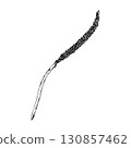 Hand drawn vector illustration of plantain Plantago spike, showing slender flowering stem with seeds, used in herbal medicine, apothecary packaging, organic cosmetics and natural remedy labels 130857462