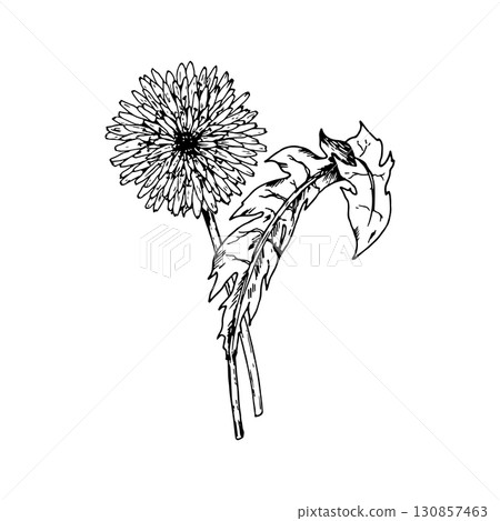Hand drawn vector illustration of dandelion Taraxacum officinale with serrated leaves and flowering head, popular medicinal plant and wildflower, perfect for herbal tea labels, organic packaging and 130857463