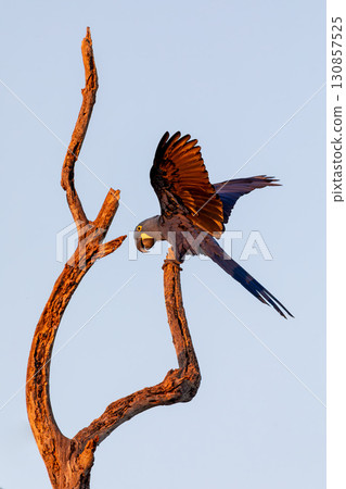 Magnificent bird hyacinth macaw. Santa Clara Corumba, South Pantanal, Mato Grosso do Sul. Brazil. Brazilian birdwatching. 130857525