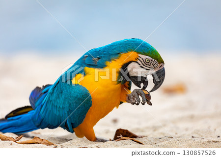 Blue-and-yellow macaw (Ara ararauna), Mambucaba, Angra dos Reis, Rio de Janeiro Brazil. Brazilian birdwatching. 130857526