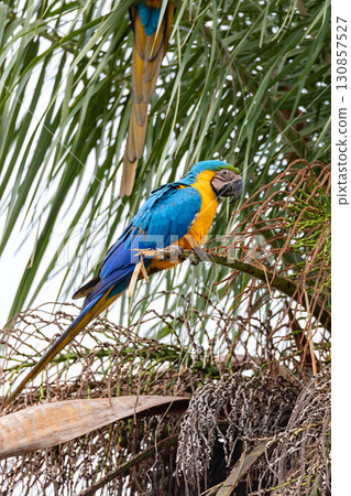 Blue-and-yellow macaw (Ara ararauna), Bandeirantes South Pantanal, Mato Grosso do Sul, Brazil. Brazilian birdwatching. 130857527
