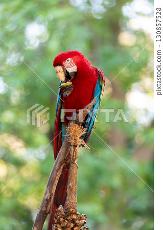 Red-and-green macaw (Ara chloropterus) South Pantanal, Mato Grosso do Sul. Brazil. Brazilian wildlife birdwatching. 130857528