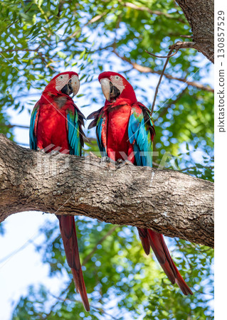 Red-and-green macaw (Ara chloropterus) South Pantanal, Mato Grosso do Sul. Brazil. Brazilian wildlife birdwatching. Red-and-green macaw (Ara chloropterus) South Pantanal, Mato Grosso do Sul. Brazil. Brazilian wildlife birdwatching. 130857529