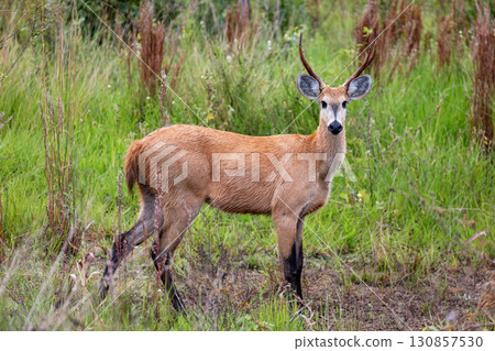Marsh deer (Blastocerus dichotomus), South Pantanal, Corumba, Mato Grosso do Sul, Brazil. Brazilian wildlife. Marsh deer (Blastocerus dichotomus), South Pantanal, Corumba, Mato Grosso do Sul, Brazil. Brazilian wildlife. 130857530