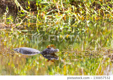 Yacare caiman (Caiman yacare) floats in the water. Corumba, Pantanal, Mato Grosso do Sul, Brazil. Brazilian wildlife. 130857532