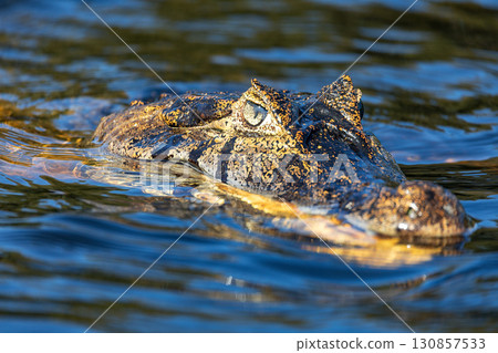 Yacare caiman (Caiman yacare) floats in the water. Pocone, North Pantanal, Mato Grosso, Brazil. Brazilian wildlife. Yacare caiman (Caiman yacare) floats in the water. Pocone, North Pantanal, Mato Grosso, Brazil. Brazilian wildlife. 130857533