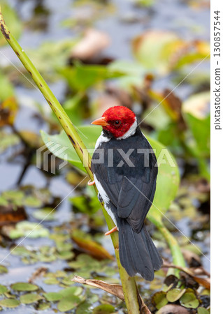 Yellow-billed cardinal (Paroaria capitata), North Pantanal, Mato Grosso, Brazil. Brazilian wildlife and birdwatching. 130857544