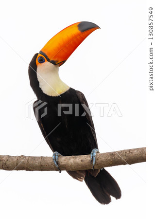 Magnificent Toco Toucan (Ramphastos toco), South Pantanal, Mato Grosso do Sul, Brazil. Brazilian wildlife and birdwatching. 130857549