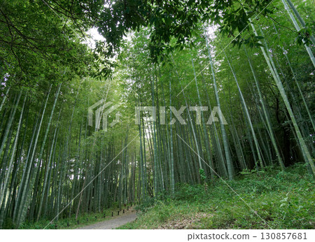 秋天的毛竹竹林 130857681