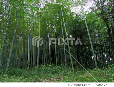Moso bamboo forest in autumn Moso bamboo forest in autumn 130857682