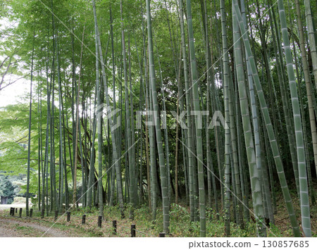 Moso bamboo forest in autumn 130857685