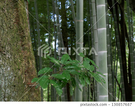 Moso bamboo forest in autumn Moso bamboo forest in autumn 130857687