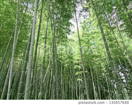 Moso bamboo forest in autumn Moso bamboo forest in autumn 130857688