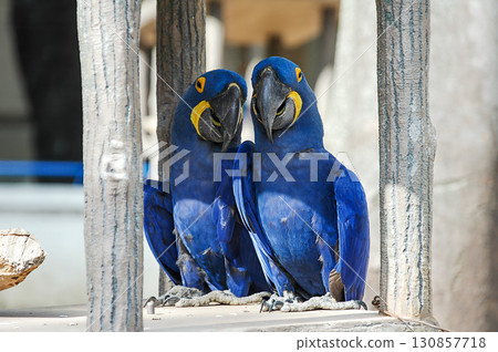 A pair of hyacinth macaws nestling together, the world's largest parrots with beautiful, vibrant feathers A pair of hyacinth macaws nestling together, the world's largest parrots with beautiful, vibrant feathers 130857718