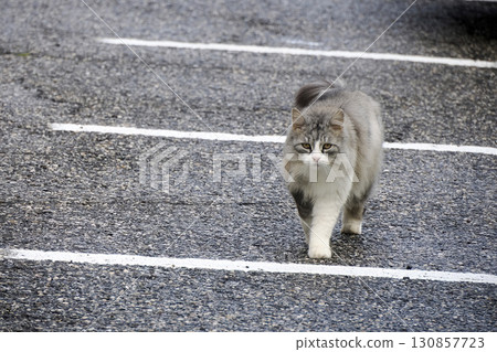 Cat walking the street crossing lines 130857723