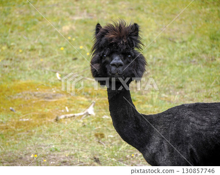 Black Furry alpaca close up portrait 130857746