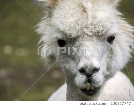Furry alpaca close up portrait 130857747