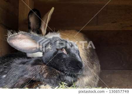 rabbit in farm wooden house rabbit in farm wooden house 130857749