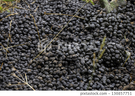 Dung of alpaca close up detail 130857751