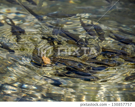 fishes in alpine lake in dolomites fishes in alpine lake in dolomites 130857757