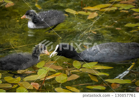 mother and newborn coot bird in a pond close up portrait 130857761