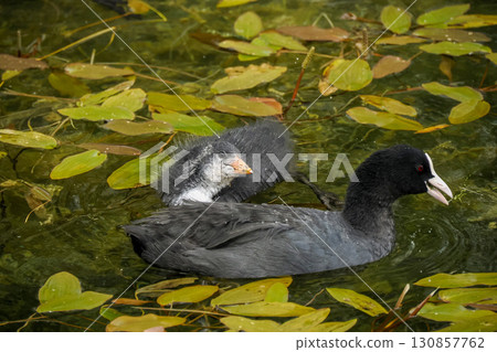 mother and newborn coot bird in a pond close up portrait 130857762