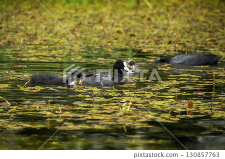 mother and newborn coot bird in a pond close up portrait mother and newborn coot bird in a pond close up portrait 130857763