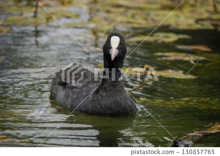 coot bird in a pond close up portrait 130857765