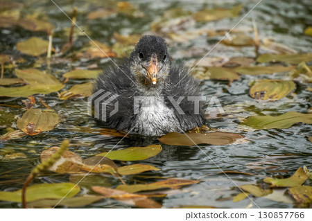baby newborn coot bird in a pond close up portrait 130857766