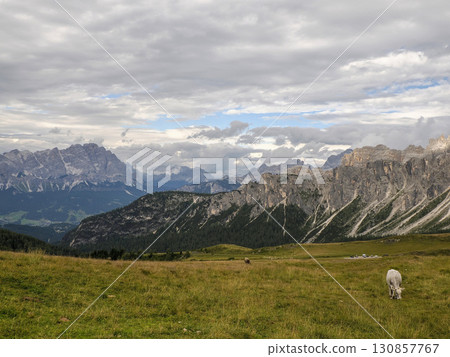 alpine cow detail in dolomites 130857767
