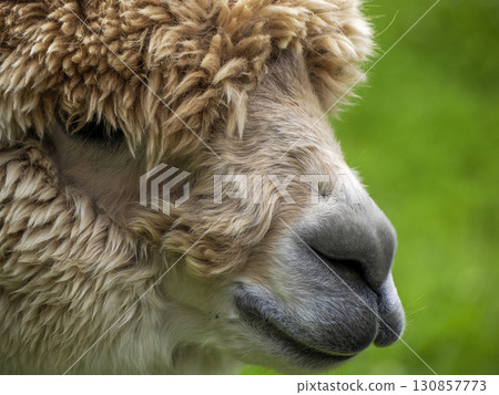 Furry alpaca close up portrait 130857773