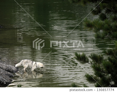 husky dog mirroring in a lake in dolomites mountains 130857774