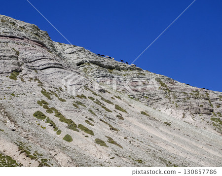 sheeps in dolomites mountains edge 130857786