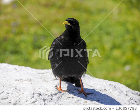 Alpine chough in dolomites mountains 130857788