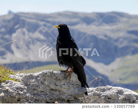 Alpine chough in dolomites mountains Alpine chough in dolomites mountains 130857789