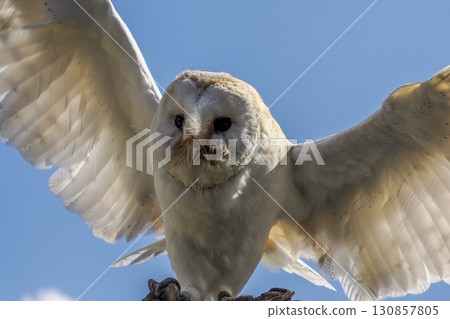 barn owl Tyto alba close up portrait barn owl Tyto alba close up portrait 130857805