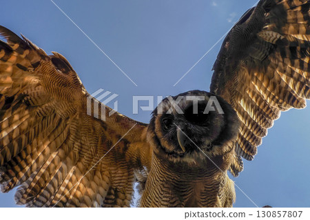 Owl Bubo lacteus close up portrait 130857807