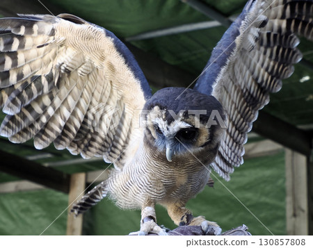 Owl Bubo lacteus close up portrait Owl Bubo lacteus close up portrait 130857808