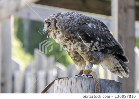 Owl Bubo lacteus close up portrait 130857810