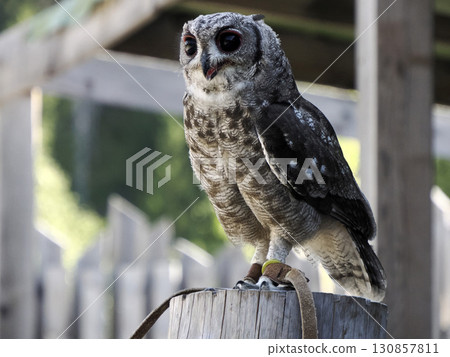 Owl Bubo lacteus close up portrait 130857811