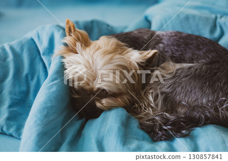 A small fluffy yorkshire terrier dog is curled up asleep on a soft teal-colored blanket cozy and relaxed. A sweet yorkie puppy sleeps curled up in bed A small fluffy yorkshire terrier dog is curled up asleep on a soft teal-colored blanket cozy and relaxed. A sweet yorkie puppy sleeps curled up in bed 130857841